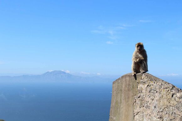 Affen in Gibraltar gehören zu den besten Sehenswürdigkeiten Andalusien