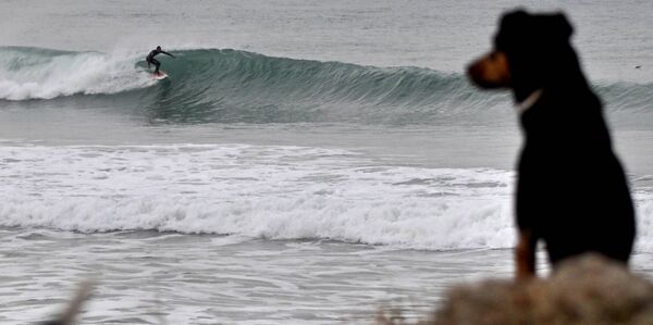 Hund beobachtet Wellen an den Surfspots Spanien