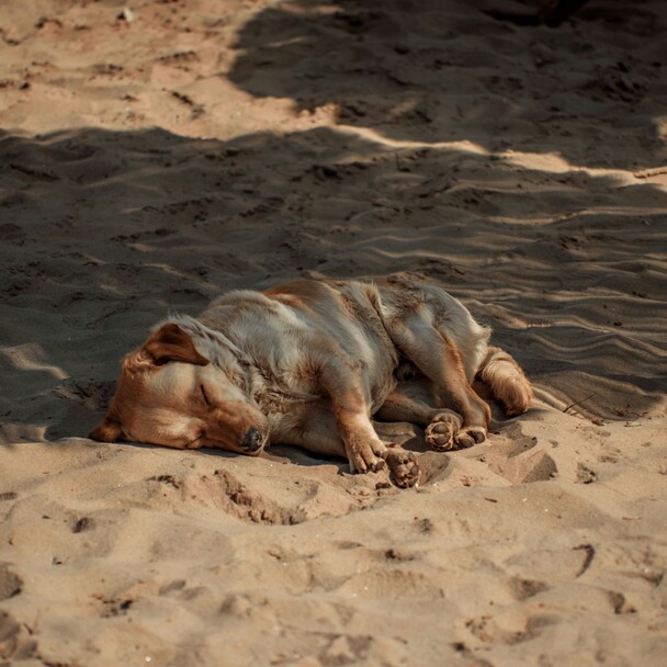 Hund schläft im Schatten am Strand