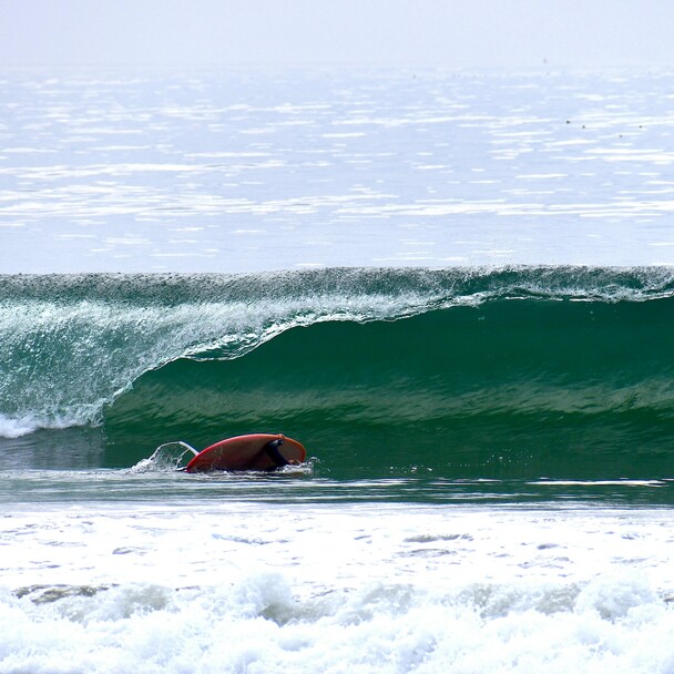 Ready, set - Turtle Roll!