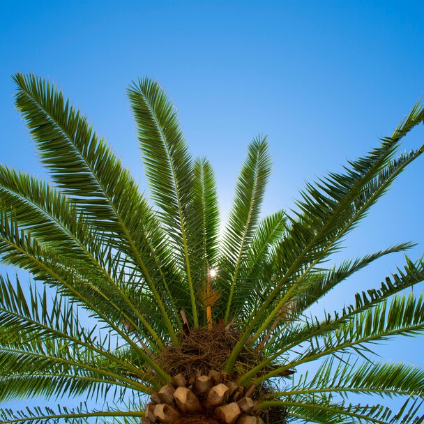 cadiz botanischer garten