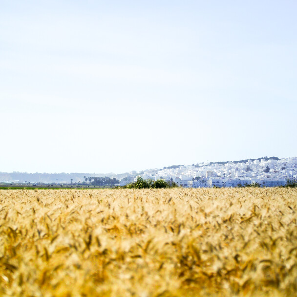 Weizenfelder und weiße Häuser von Conil de la Frontera