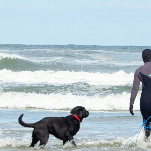 Sugar the Surfing Dog ist ein richtiger Surf-Champion