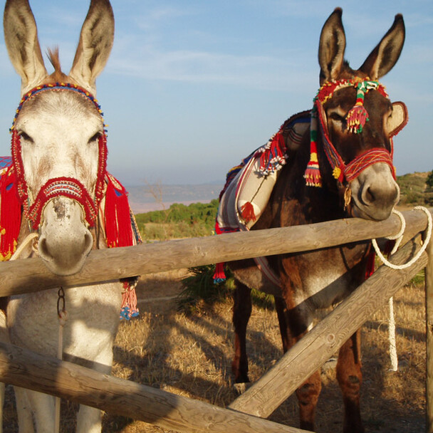 Family surf camp activities - Donkey hike