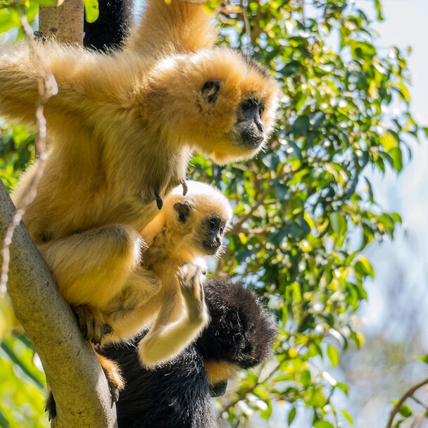 Biopark Fuengirola - Monkeys