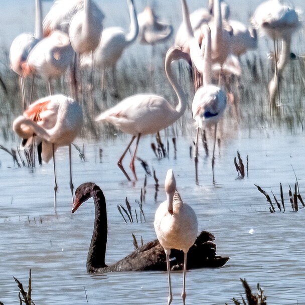 Flamingos im Doñana Nationalpark