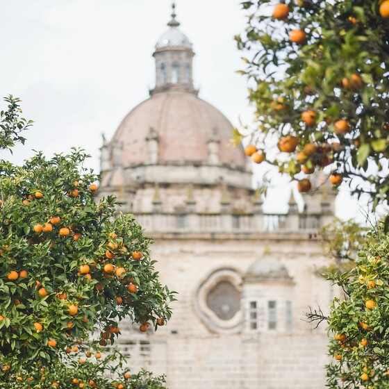 Kirche und Orangenbäume, Surfcamps Erwachsene