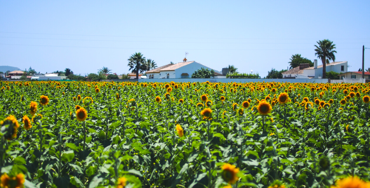 Wetter in Andalusien zum Surfen, Sonnenblumen