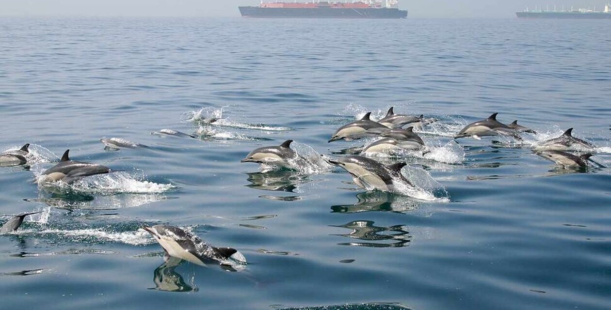 Group of dolphins on a tour with firmm.