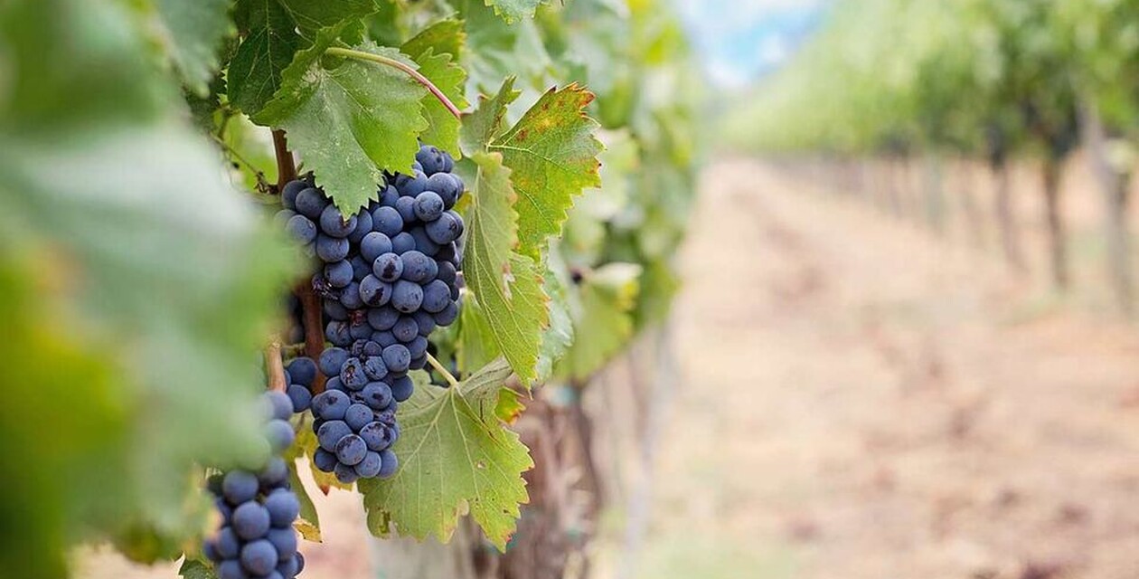 Weinreben in Vejer de la Frontera