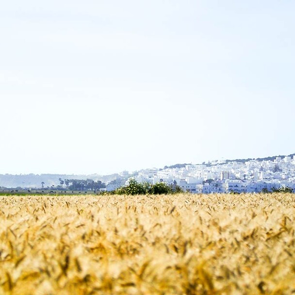 Conil and fields at the yoga retreat in southern Spain