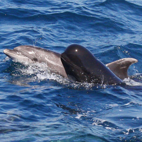 Tagesausflug zum Whale Watching nach Tarifa