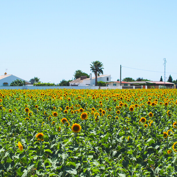 El Palmar, Sonnenblumen