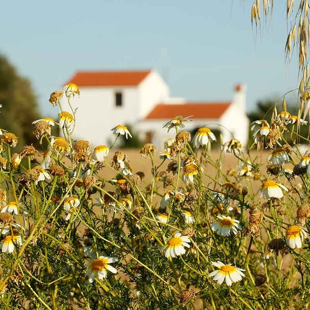 El Palmar, Blumenwiese