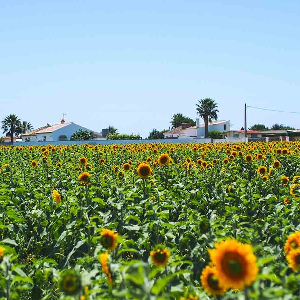 El Palmar with sunflowers